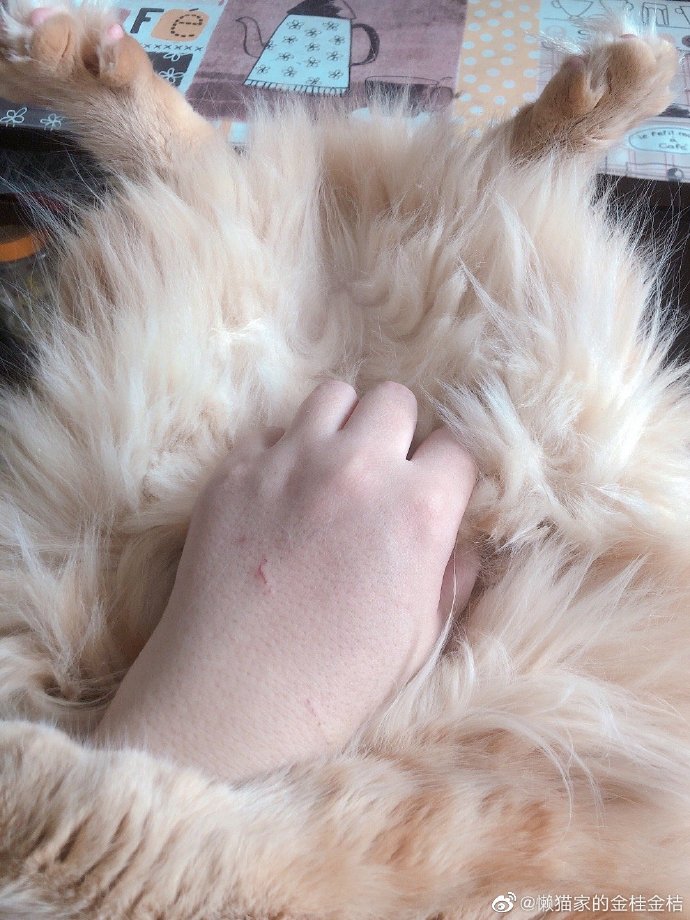 猫图片|宠物猫|猫咪|