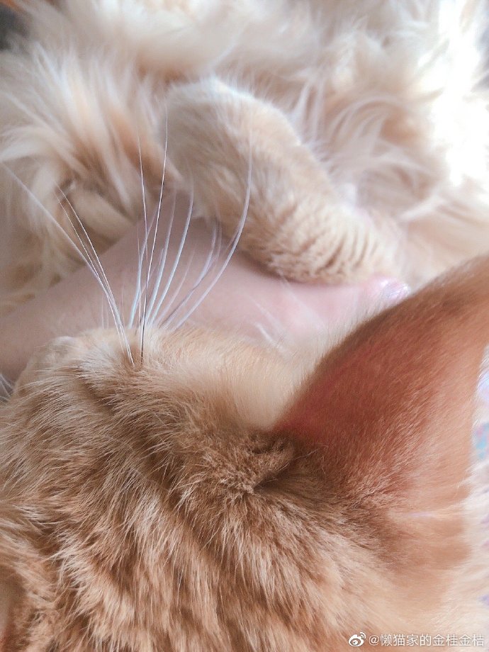 猫图片|宠物猫|猫咪|