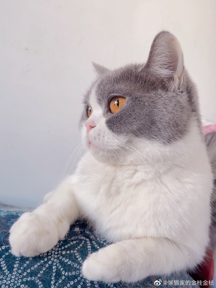 猫图片|宠物猫|猫咪|