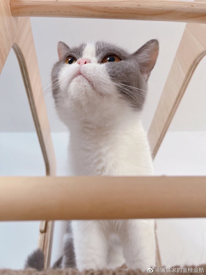 猫图片|宠物猫|猫咪|