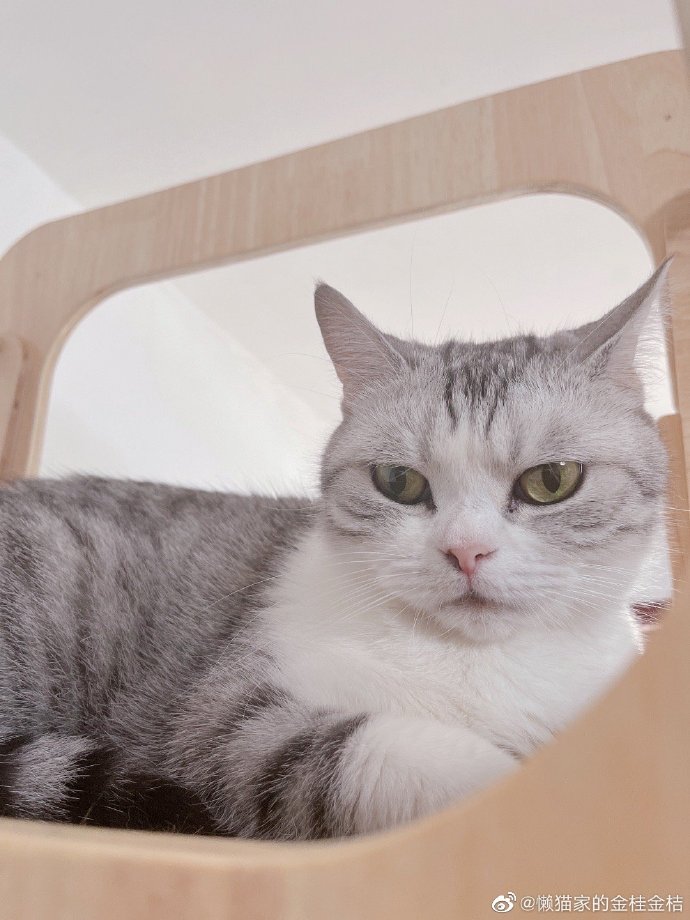 猫图片|宠物猫|猫咪|