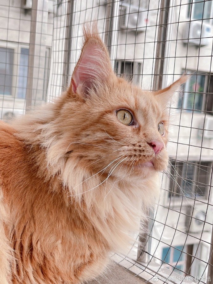 猫图片|宠物猫|猫咪|