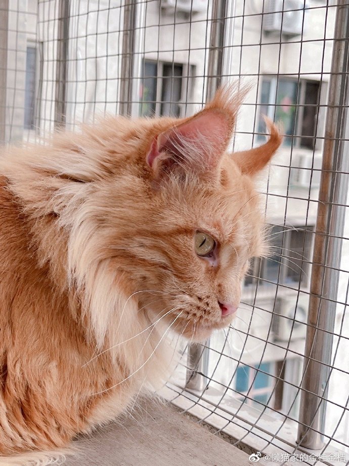 猫图片|宠物猫|猫咪|