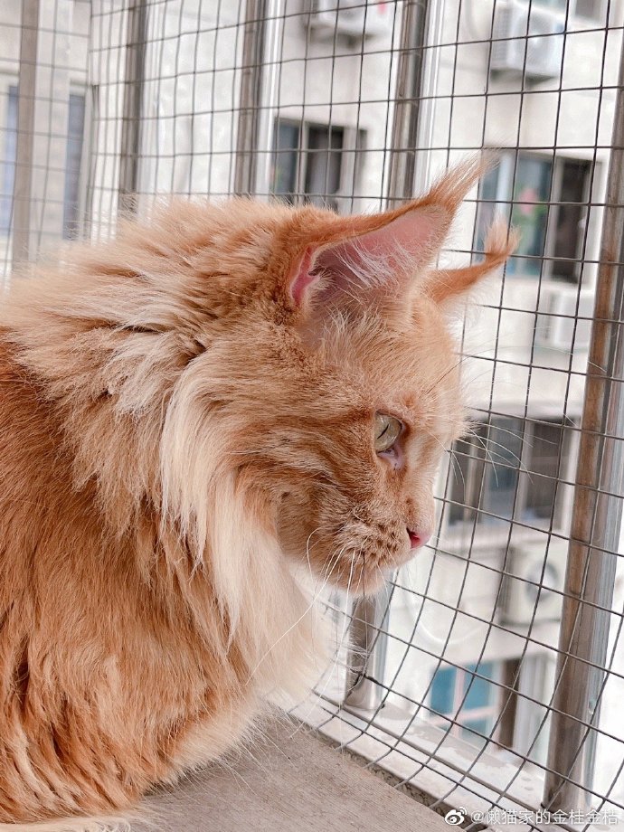 猫图片|宠物猫|猫咪|