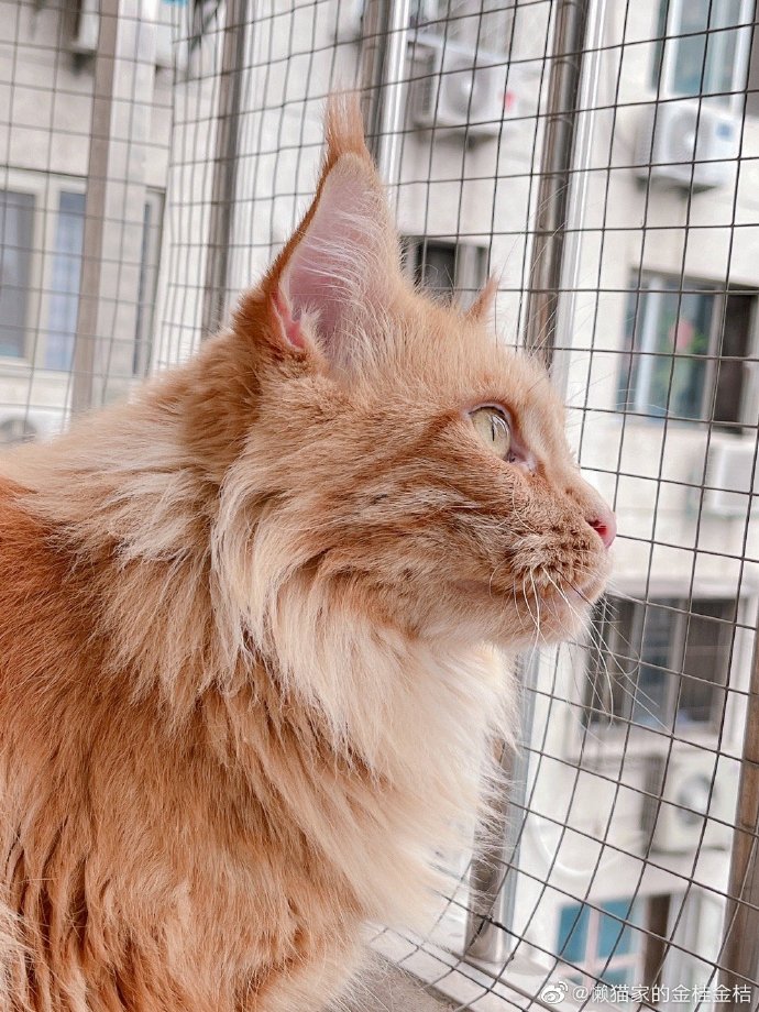 猫图片|宠物猫|猫咪|