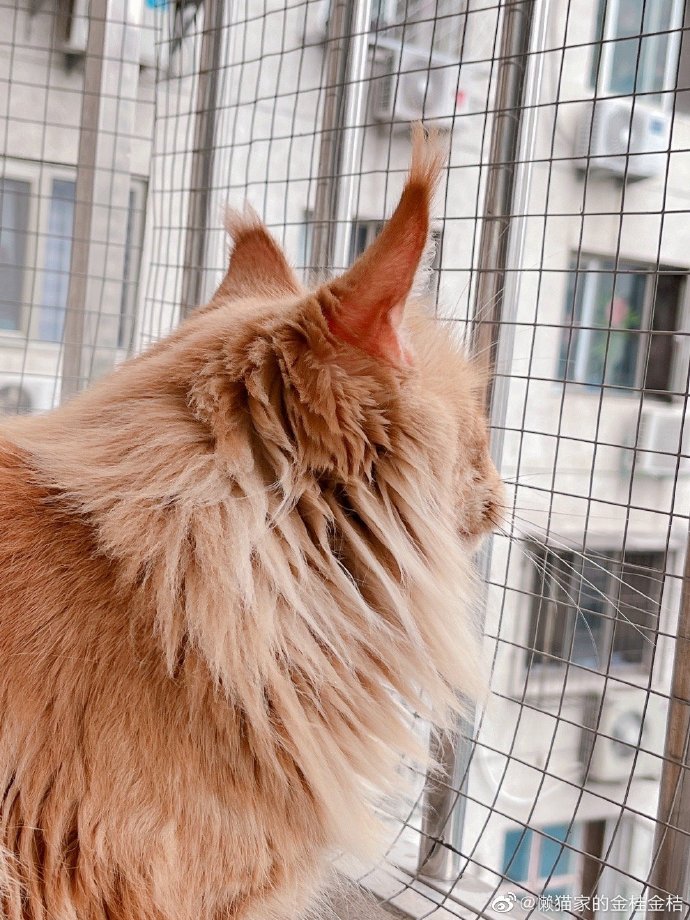 猫图片|宠物猫|猫咪|