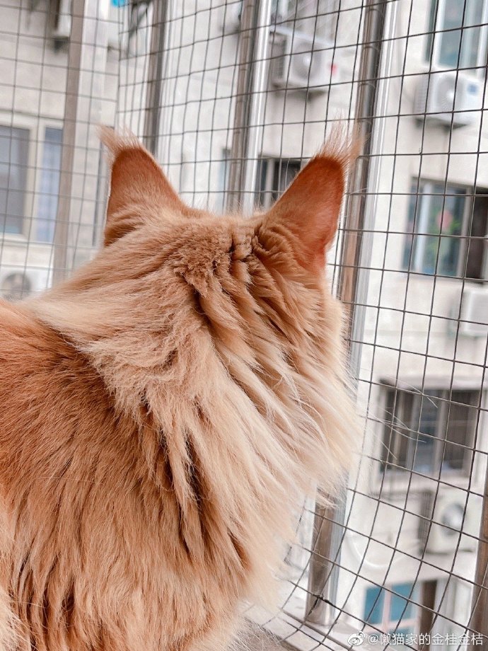 猫图片|宠物猫|猫咪|