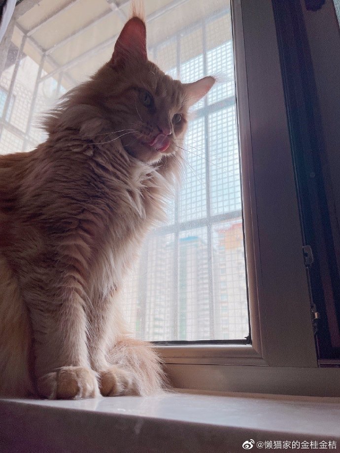 猫图片|宠物猫|猫咪|