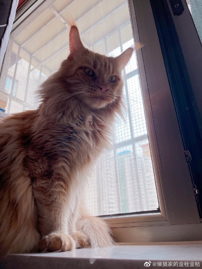 猫图片|宠物猫|猫咪|