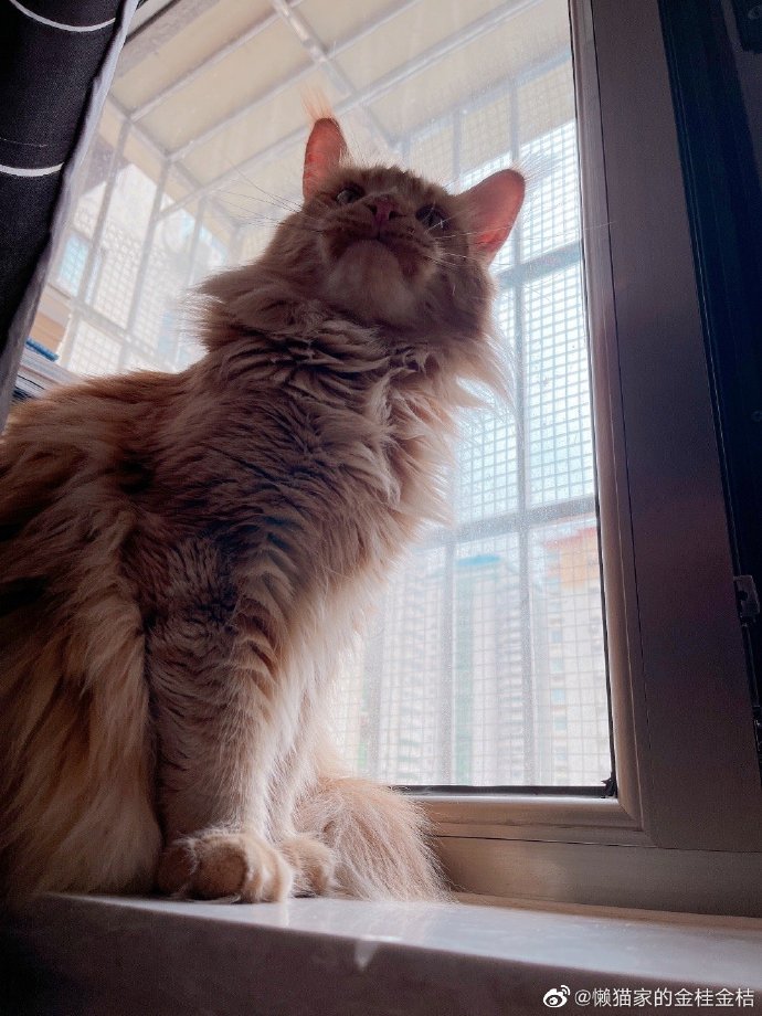 猫图片|宠物猫|猫咪|