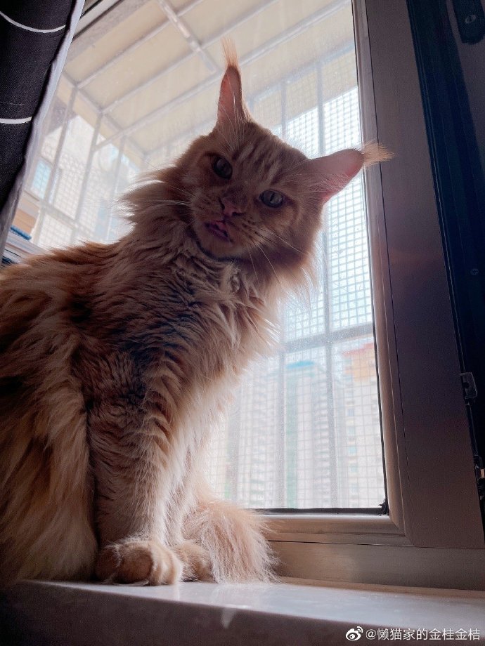 猫图片|宠物猫|猫咪|