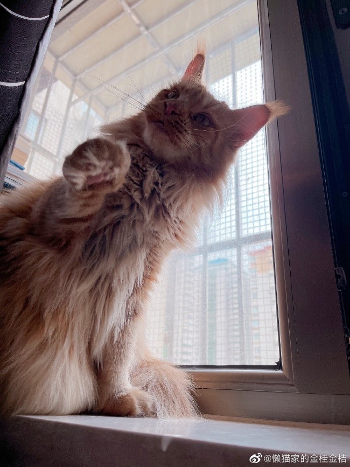 猫图片|宠物猫|猫咪|