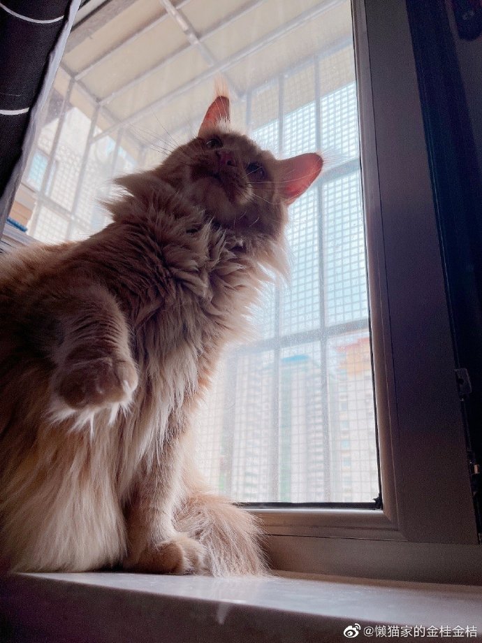 猫图片|宠物猫|猫咪|