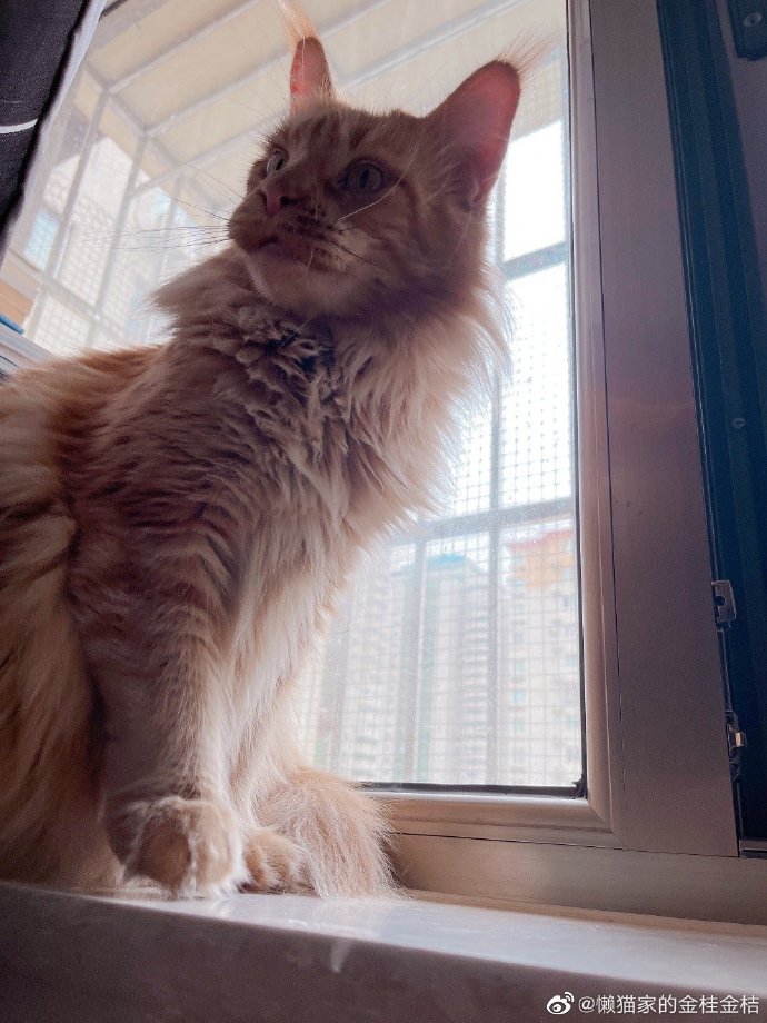 猫图片|宠物猫|猫咪|