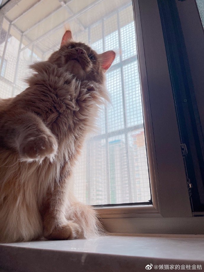 猫图片|宠物猫|猫咪|