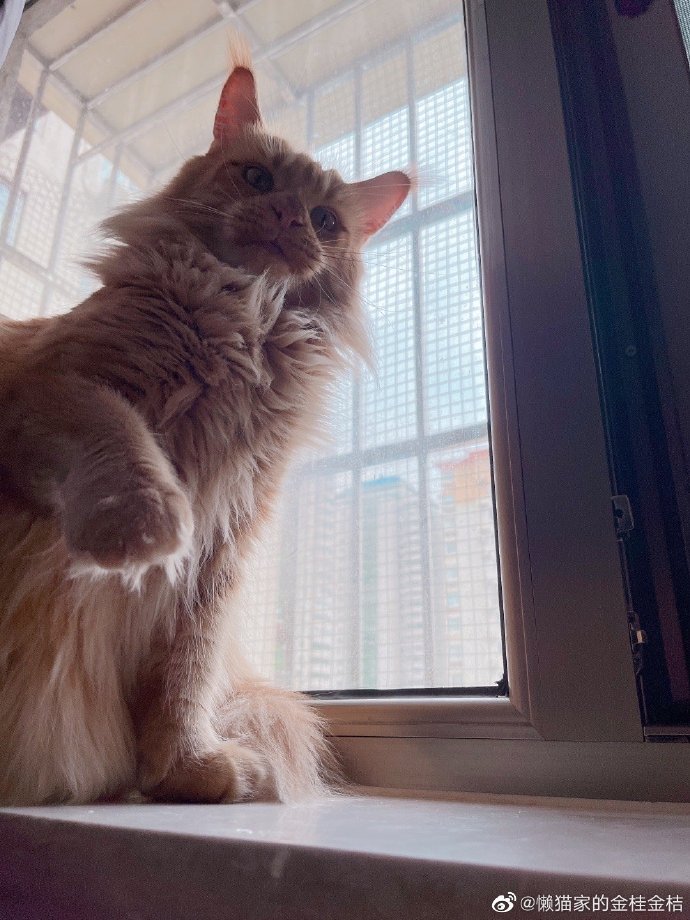 猫图片|宠物猫|猫咪|