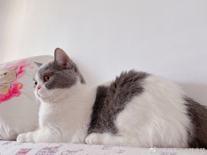 猫图片|宠物猫|猫咪|