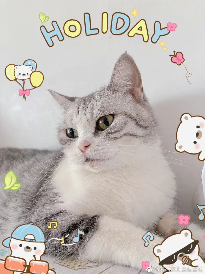 猫图片|宠物猫|猫咪|