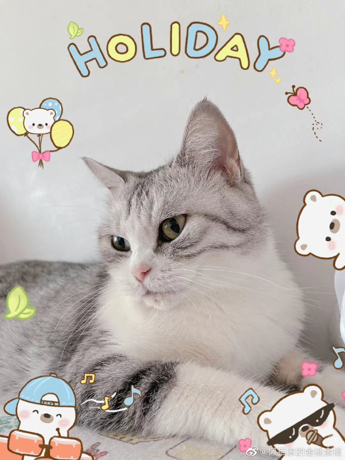 猫图片|宠物猫|猫咪|