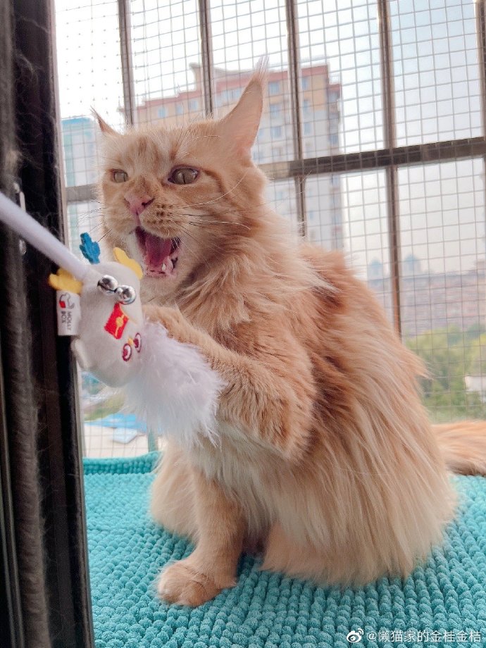 猫图片|宠物猫|猫咪|