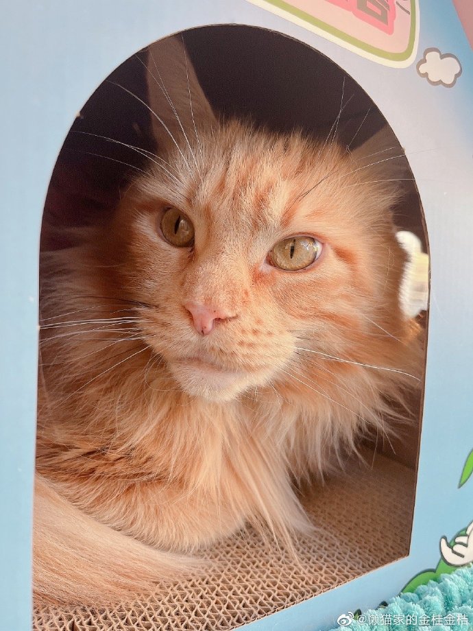 猫图片|宠物猫|猫咪|