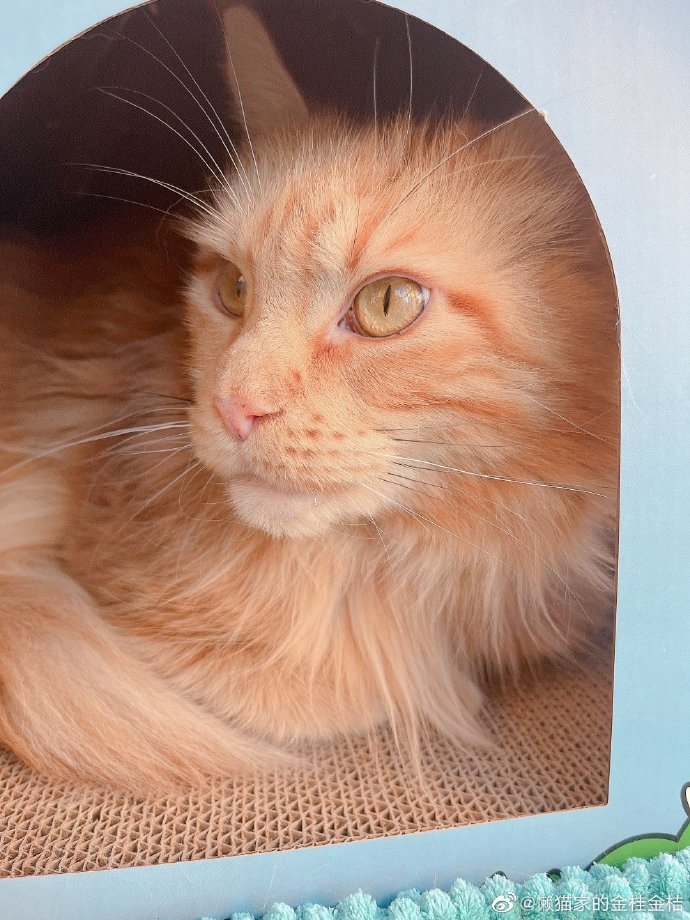 猫图片|宠物猫|猫咪|