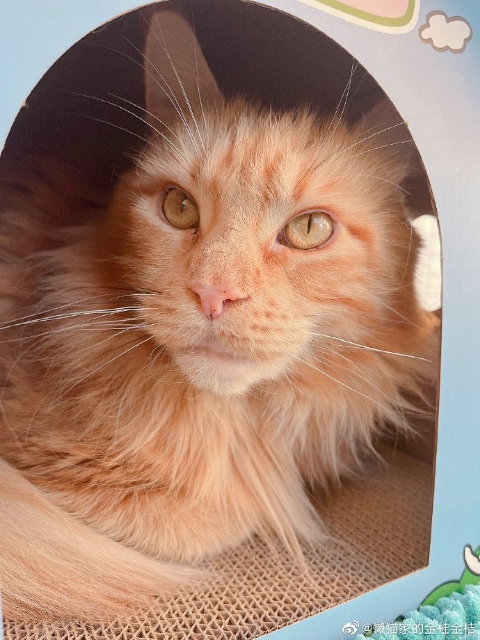 猫图片|宠物猫|猫咪|