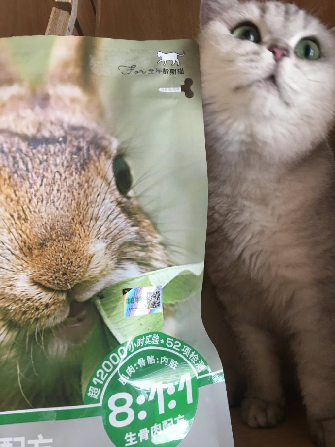 猫图片|宠物猫|猫咪|