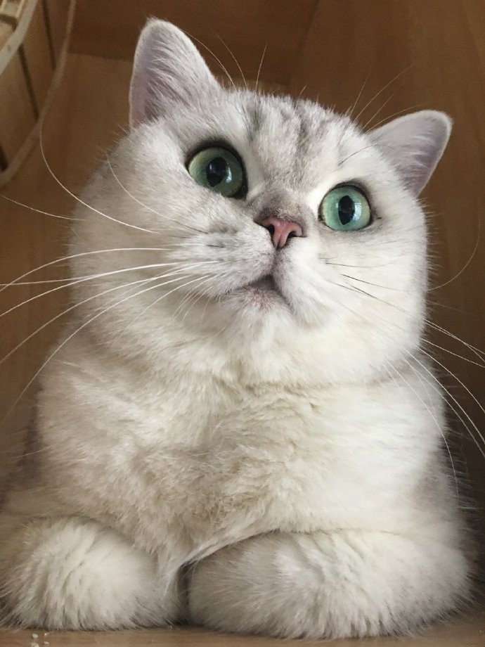猫图片|宠物猫|猫咪|