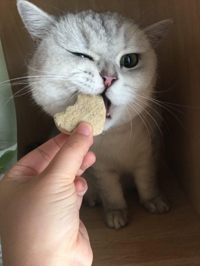 猫图片|宠物猫|猫咪|