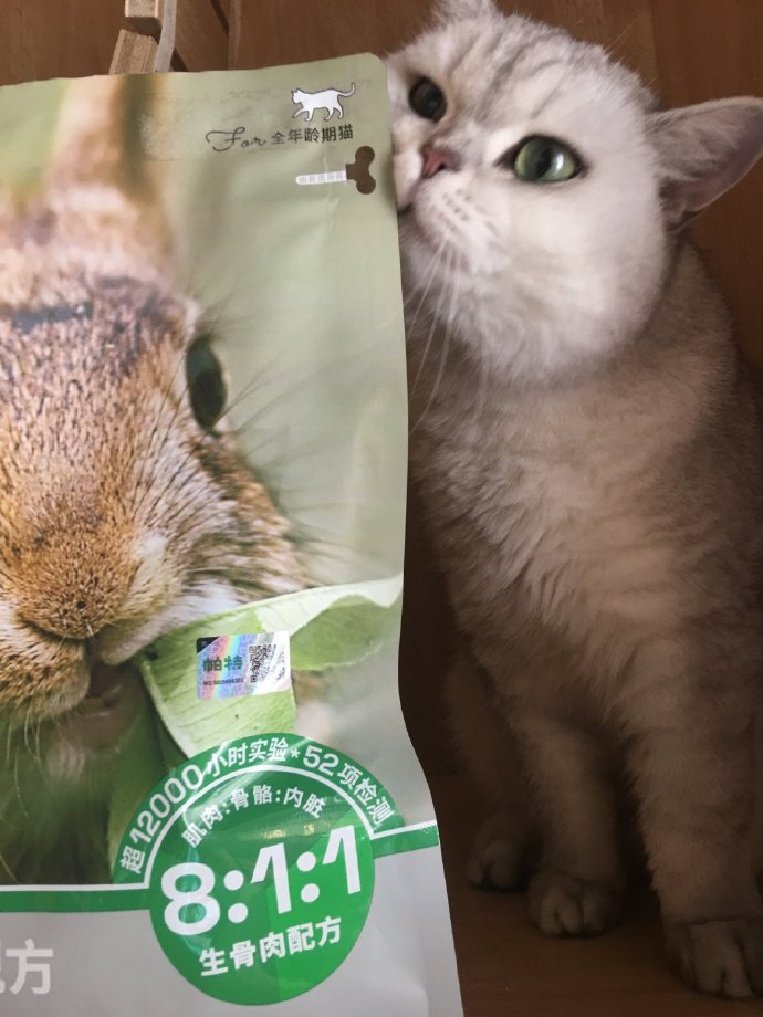 猫图片|宠物猫|猫咪|