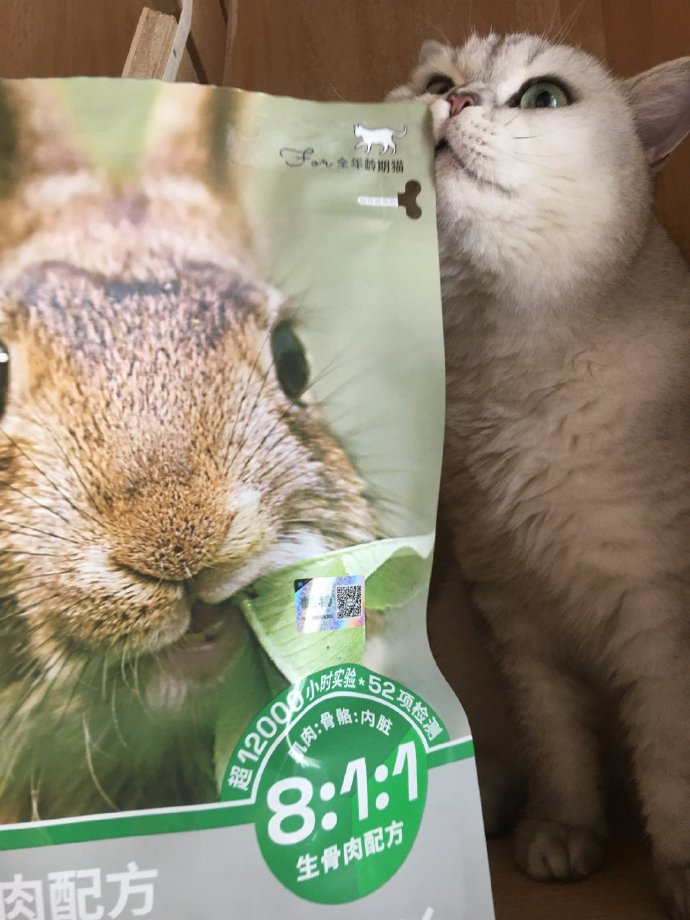 猫图片|宠物猫|猫咪|