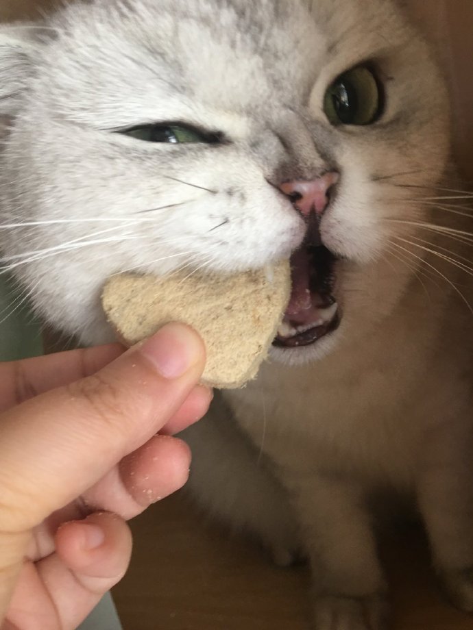 猫图片|宠物猫|猫咪|