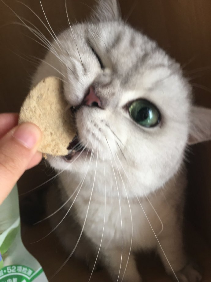 猫图片|宠物猫|猫咪|