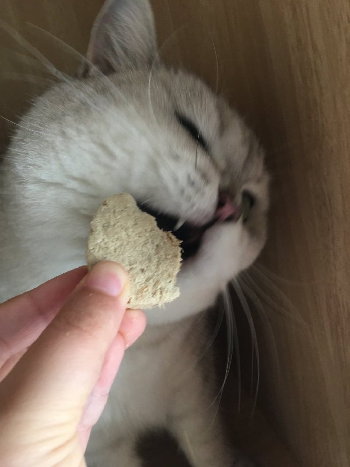 猫图片|宠物猫|猫咪|