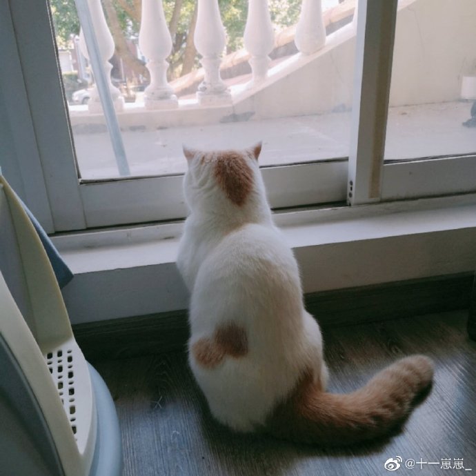 猫图片|宠物猫|猫咪|