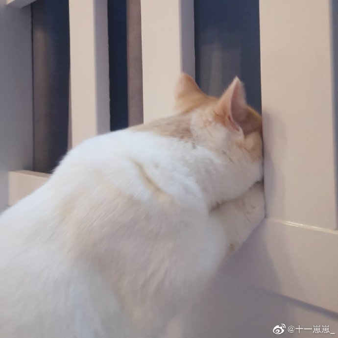 猫图片|宠物猫|猫咪|