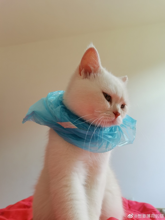 猫图片|宠物猫|猫咪|