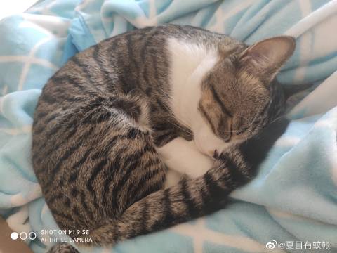 猫图片|宠物猫|猫咪|