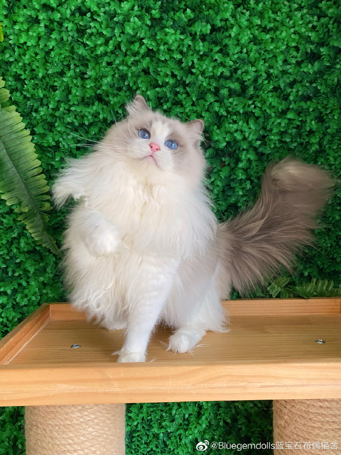猫图片|宠物猫|猫咪|