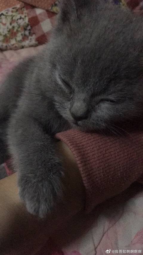 猫图片|宠物猫|猫咪|