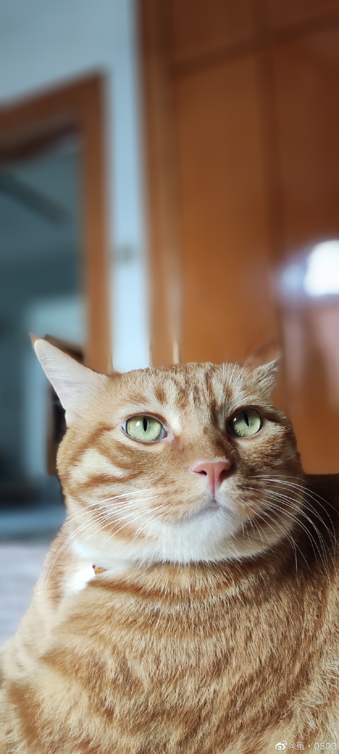 猫图片|宠物猫|猫咪|