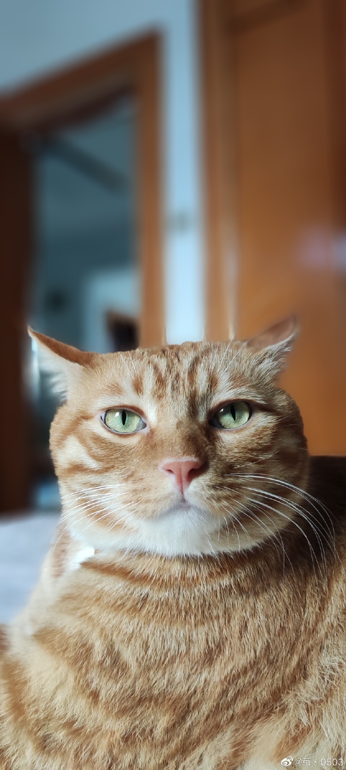 猫图片|宠物猫|猫咪|