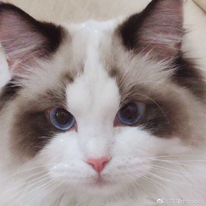 猫图片|宠物猫|猫咪|