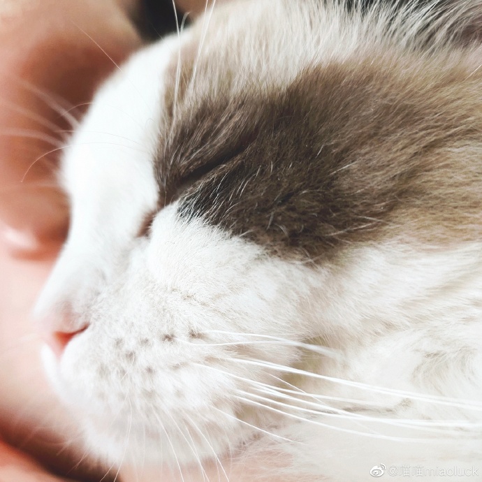 猫图片|宠物猫|猫咪|