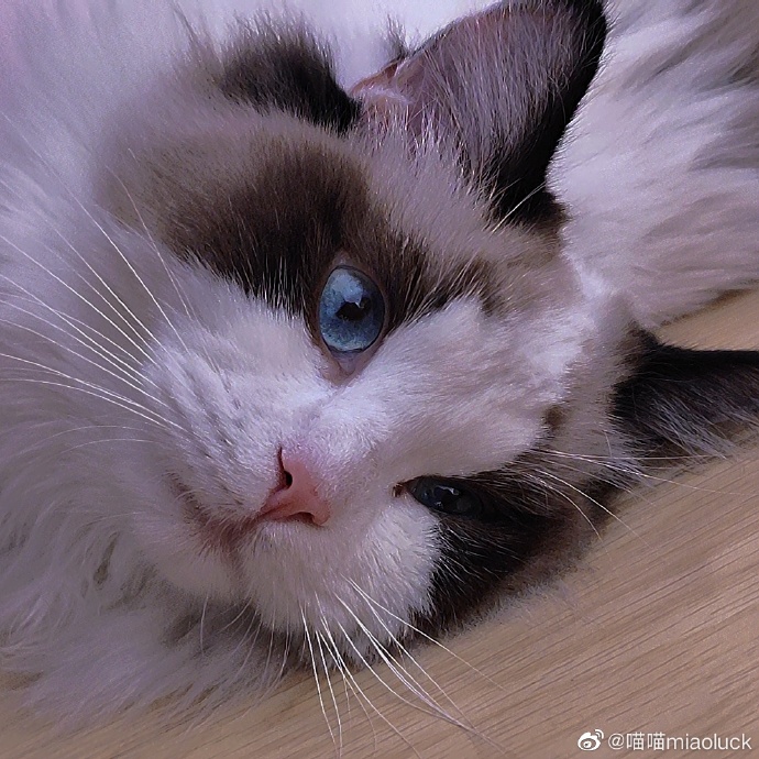 猫图片|宠物猫|猫咪|