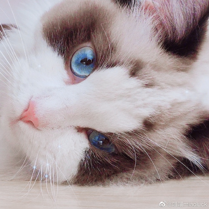 猫图片|宠物猫|猫咪|