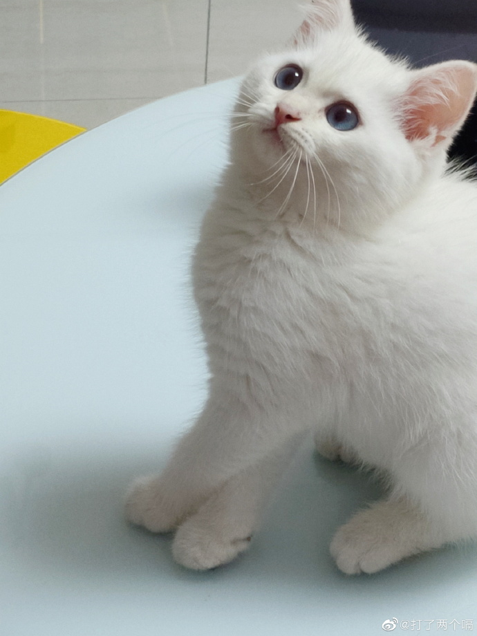 猫图片|宠物猫|猫咪|
