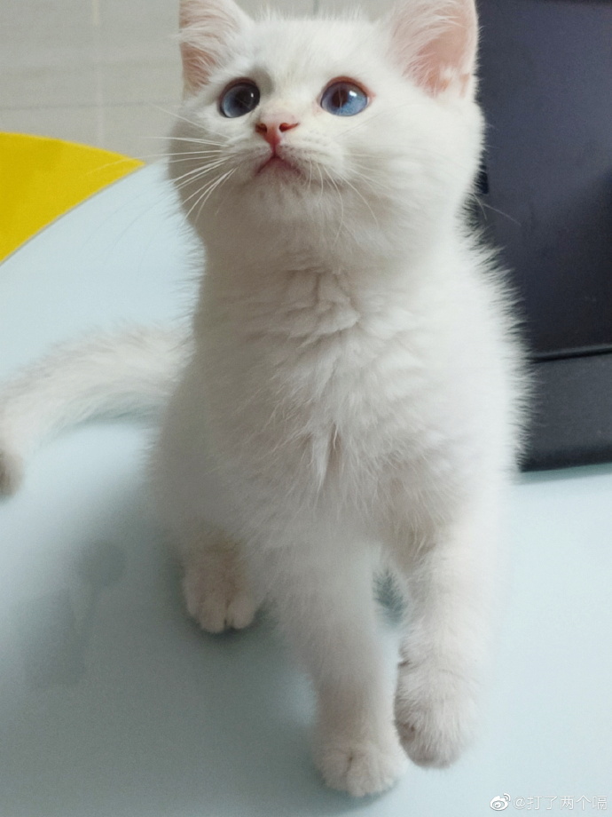 猫图片|宠物猫|猫咪|