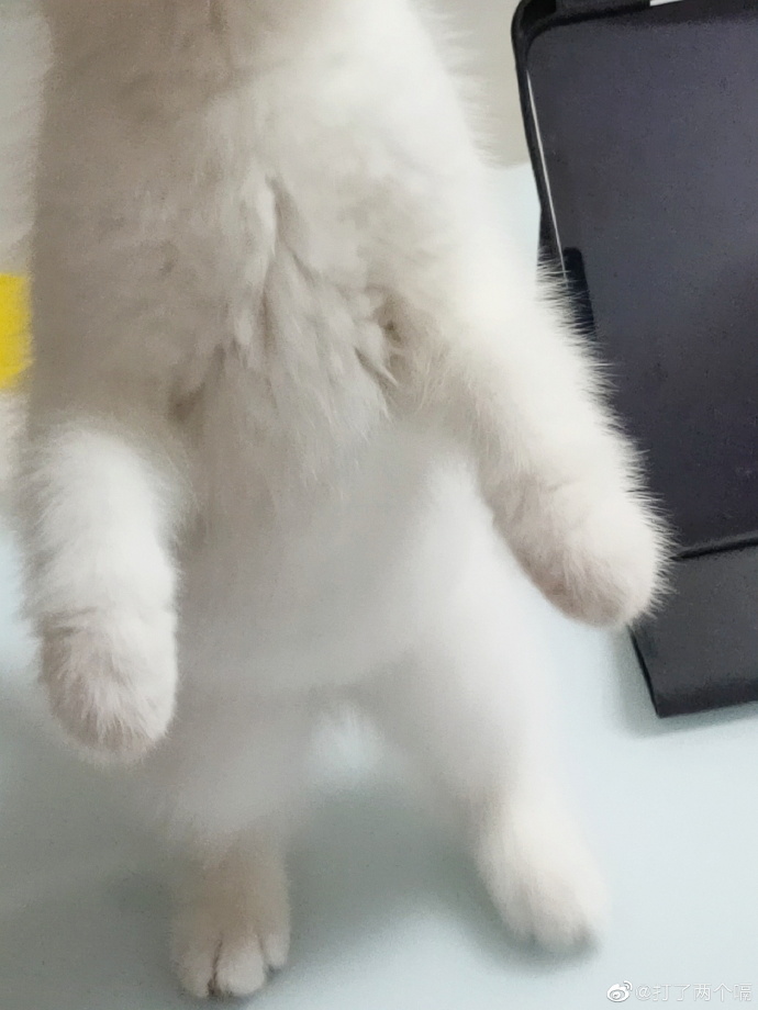 猫图片|宠物猫|猫咪|